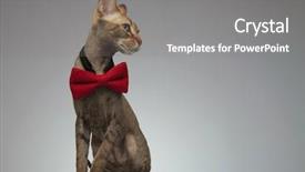  Presentation with cute cat and dog - PPT theme with while looking at a side background and a gray colored foreground