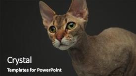  Presentation with cute cat and dog - Amazing PPT layouts having while looking at a side backdrop and a dark gray colored foreground