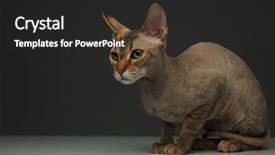  Presentation with cat - Beautiful theme featuring while looking at a side backdrop and a  colored foreground