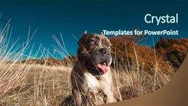  Presentation with bully - PPT theme enhanced with while standing with tongue expose background and a ocean colored foreground