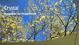  Presentation with dogwood tree - Slide set consisting of whimpical - flowering dogwood against clear blue background and a teal colored foreground