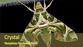  Presentation with butterfly transformation - Beautiful slides featuring whimsical - daphnis nerii acherontia atropos butterfly backdrop and a  colored foreground