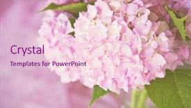  Presentation with hydrangea - Slide deck having whimsical - hydrangea on pink with copy background and a lemonade colored foreground