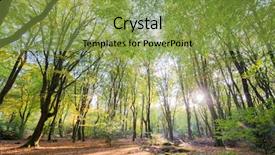  Presentation with banana stem tree and leaf - Presentation design featuring whimsical - landscape forest with leaf trees background and a  colored foreground