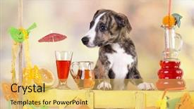  Presentation with bartending - PPT theme having whippet puppy bartending in the bar lemonade background and a yellow colored foreground