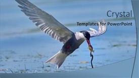 Presentation with flight - Slides featuring whiskered-tern-chlidonias-hybrida-captured background and a  colored foreground