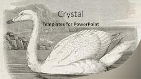  Presentation with old - Cool new PPT theme with whistling-swan-old-illustration-cygnus backdrop and a light gray colored foreground