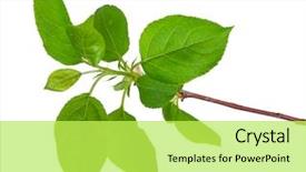  Presentation with sprout - Colorful theme enhanced with young green sprout of apple backdrop and a yellow colored foreground