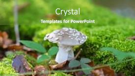  Presentation with poison - PPT layouts enhanced with white-agaric-fly-agaric-poisonous background and a tawny brown colored foreground