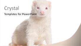  Presentation with white - PPT theme with white-albino-ferret-standing-right background and a white colored foreground