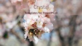  Presentation with almond - PPT layouts with white-almond-flowers-with-yellow background and a coral colored foreground