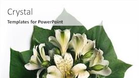  Presentation with lily - Cool new PPT theme with white-alstroemeria-or-lily backdrop and a white colored foreground
