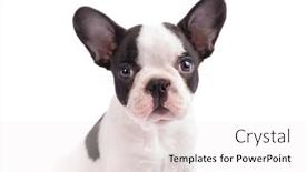  Presentation with puppy - Presentation theme featuring white-and-black-french-bulldog background and a white colored foreground