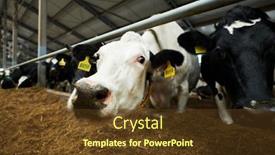  Presentation with forage - Slide deck consisting of white-and-black-purebred-dairy background and a tawny brown colored foreground