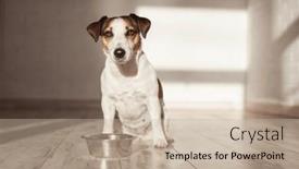  Presentation with pet food - PPT theme featuring white-and-brown-dog-eats background and a mint green colored foreground
