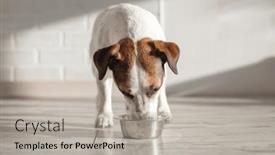  Presentation with pet food - Slide deck featuring white-and-brown-dog-eats background and a light gray colored foreground