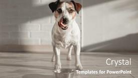  Presentation with pet food - Slides consisting of white-and-brown-dog-eats background and a gray colored foreground