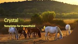  Presentation with wild horses - Cool new presentation theme with white and brown horses pasturing backdrop and a tawny brown colored foreground