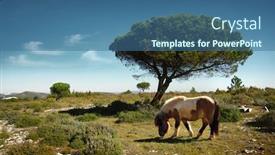  Presentation with pine trees - PPT theme with white and brown pony pasturing in a green field with pine trees under the blue sky background and a ocean colored foreground