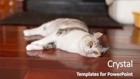  Presentation with wood gray - Audience pleasing slide set consisting of white and gray cat lying backdrop and a tawny brown colored foreground