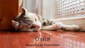  Presentation with gray - Presentation theme consisting of white and gray cat lying background and a red colored foreground