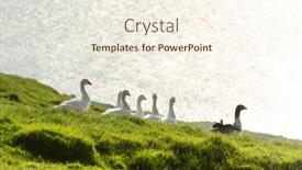  Presentation with white green - Slide set with white-and-gray-domestic-geese background and a cream colored foreground