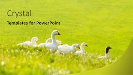  Presentation with geese - PPT layouts consisting of white-and-gray-domestic-geese background and a yellow colored foreground