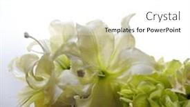  Presentation with white wedding - Presentation featuring white-and-green-flowers-wedding background and a white colored foreground