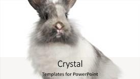  Presentation with grey black white brick - Audience pleasing theme consisting of white and grey dwarf rabbit backdrop and a light gray colored foreground
