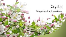  Presentation with pink green - Audience pleasing slide deck consisting of white and pink blossoms backdrop and a white colored foreground