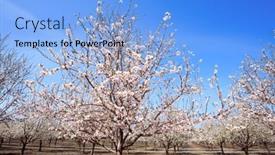  Presentation with bloom - Presentation theme having white-and-pink-flowering-almond background and a light blue colored foreground