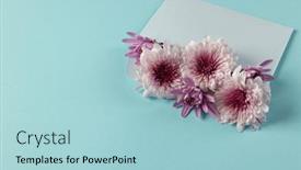  Presentation with pink colour - Presentation theme having white-and-pink-flowers and a light blue colored foreground