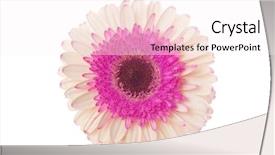  Presentation with gerbera daisy pink flower - Cool new presentation design with white and pink gerbera flower backdrop and a sky blue colored foreground