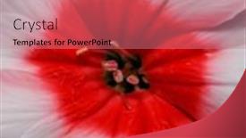  Presentation with pink white - Theme having white-and-pink-impatiens-flower background and a  colored foreground