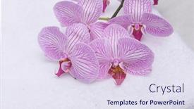  Presentation with cotton fabric - Presentation design enhanced with white-and-pink-orchid-flower background and a sky blue colored foreground