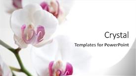 Presentation with orchids - Amazing presentation theme having white and pink orchids on white isolated background backdrop and a white colored foreground