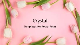  Presentation with beautiful spring flowers - PPT theme featuring white and pink tulips flowers background and a lemonade colored foreground