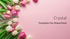  Presentation with pink white - Beautiful slide set featuring white-and-pink-tulips backdrop and a lemonade colored foreground