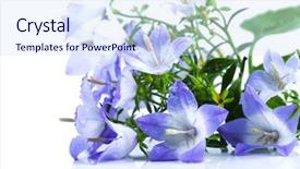  Presentation with purple spring - Audience pleasing theme consisting of white and purple bell flower backdrop and a sky blue colored foreground