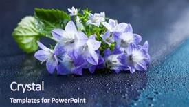  Presentation with purple spring - PPT layouts featuring white and purple bell flower background and a ocean colored foreground