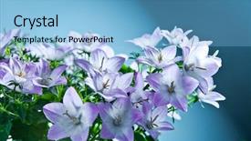  Presentation with purple spring - Colorful theme enhanced with white and purple bell flower beautiful spring background with campanula bouquet backdrop and a light blue colored foreground