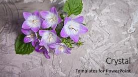  Presentation with purple spring - Beautiful presentation theme featuring white and purple bell flower beautiful spring background with campanula bouquet backdrop and a light gray colored foreground