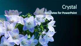  Presentation with purple spring - Slides having white and purple bell flower beautiful spring background with campanula bouquet background and a navy blue colored foreground