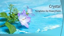  Presentation with purple spring - Colorful slide deck enhanced with white and purple bell flower beautiful spring background with campanula bouquet backdrop and a arctic colored foreground