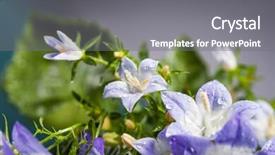 Presentation with purple spring - Slides with white and purple bell flower beautiful spring background with campanula bouquet background and a gray colored foreground