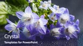  Presentation with purple spring - PPT theme enhanced with white and purple bell flower beautiful spring background with campanula bouquet background and a ocean colored foreground