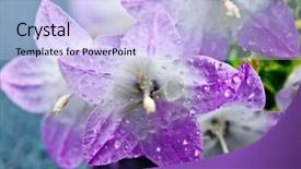  Presentation with purple spring - Amazing slide set having white and purple bell flower beautiful spring background with campanula bouquet backdrop and a light blue colored foreground