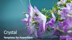 Presentation with purple spring - Presentation design consisting of white and purple bell flower beautiful spring background with campanula bouquet background and a ocean colored foreground