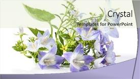  Presentation with purple spring - Slide deck with white and purple bell flower beautiful spring background with campanula bouquet background and a soft green colored foreground