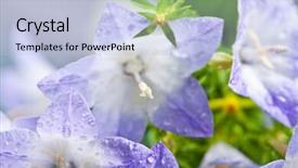  Presentation with purple spring - Colorful PPT theme enhanced with white and purple bell flower beautiful spring background with campanula bouquet backdrop and a light blue colored foreground
